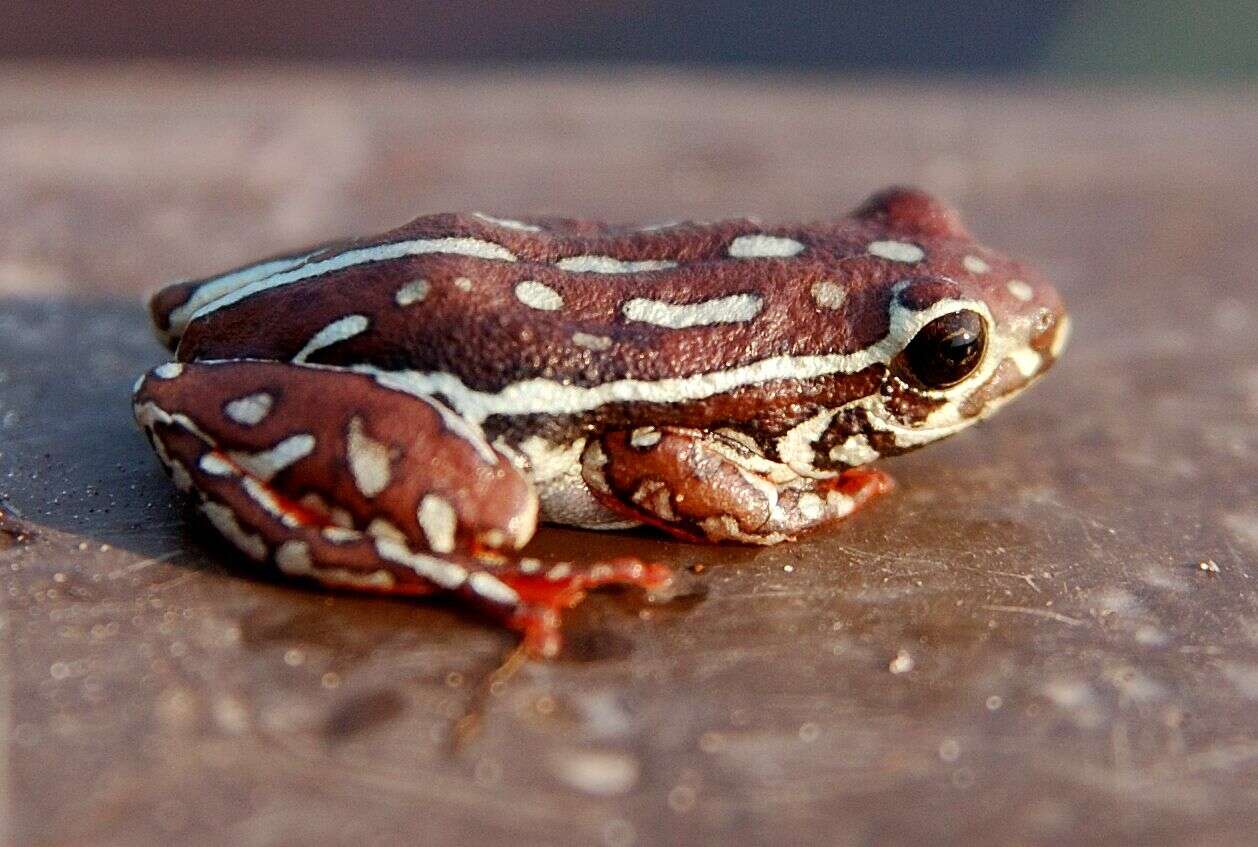 Image of Angolan Reed Frog