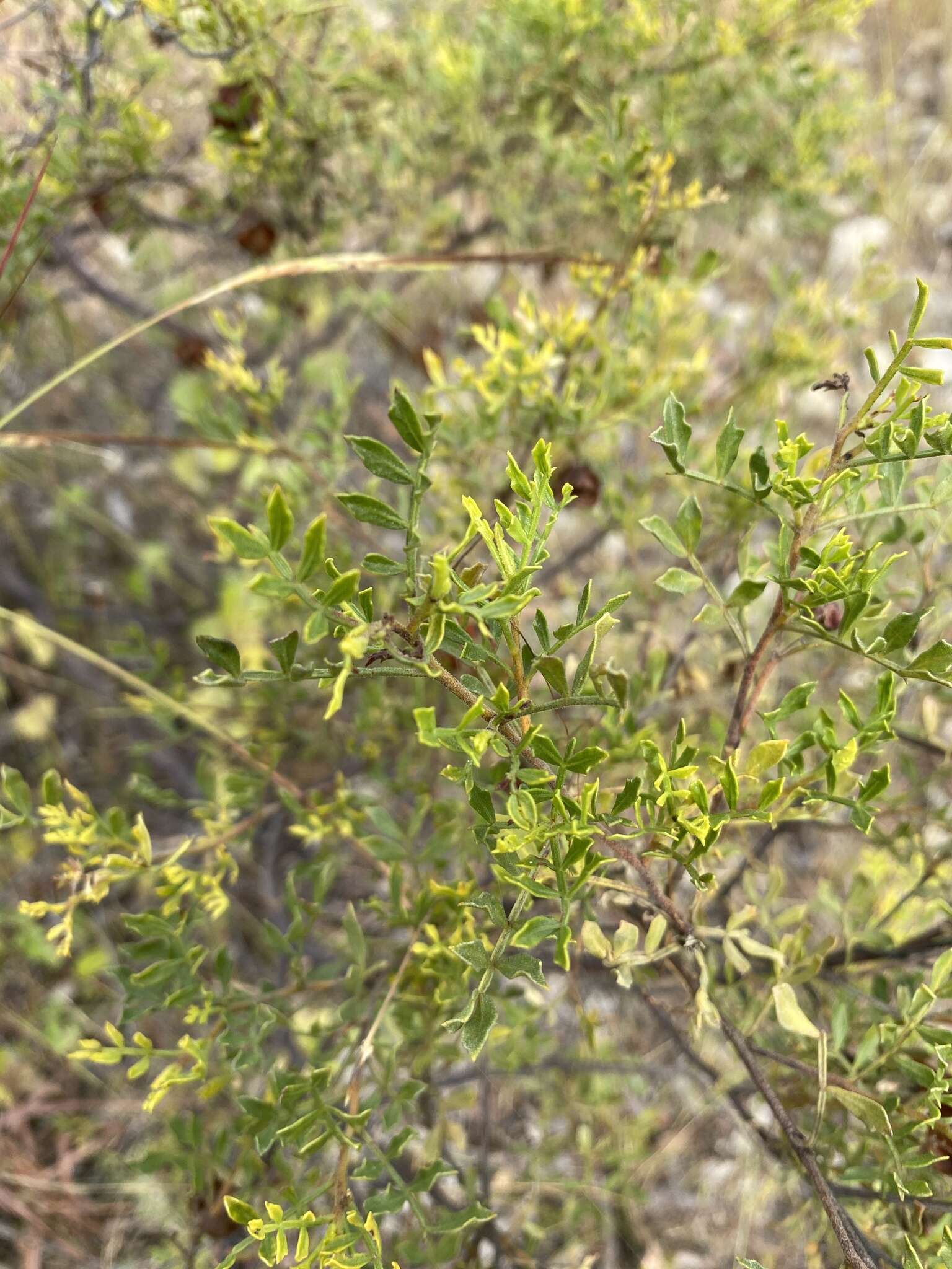 Image de Dodonaea physocarpa F. Müll.