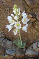 Image of Ornithogalum pruinosum F. M. Leight.