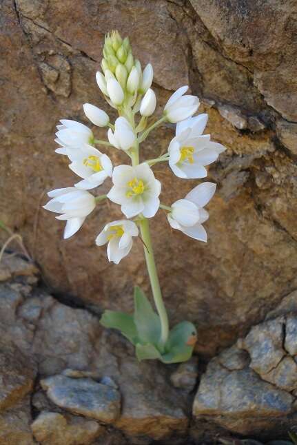 Image of Ornithogalum pruinosum F. M. Leight.