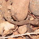 Image of Algerian Sand Gecko