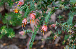 Image of Darwinia citriodora (Endl.) Benth.