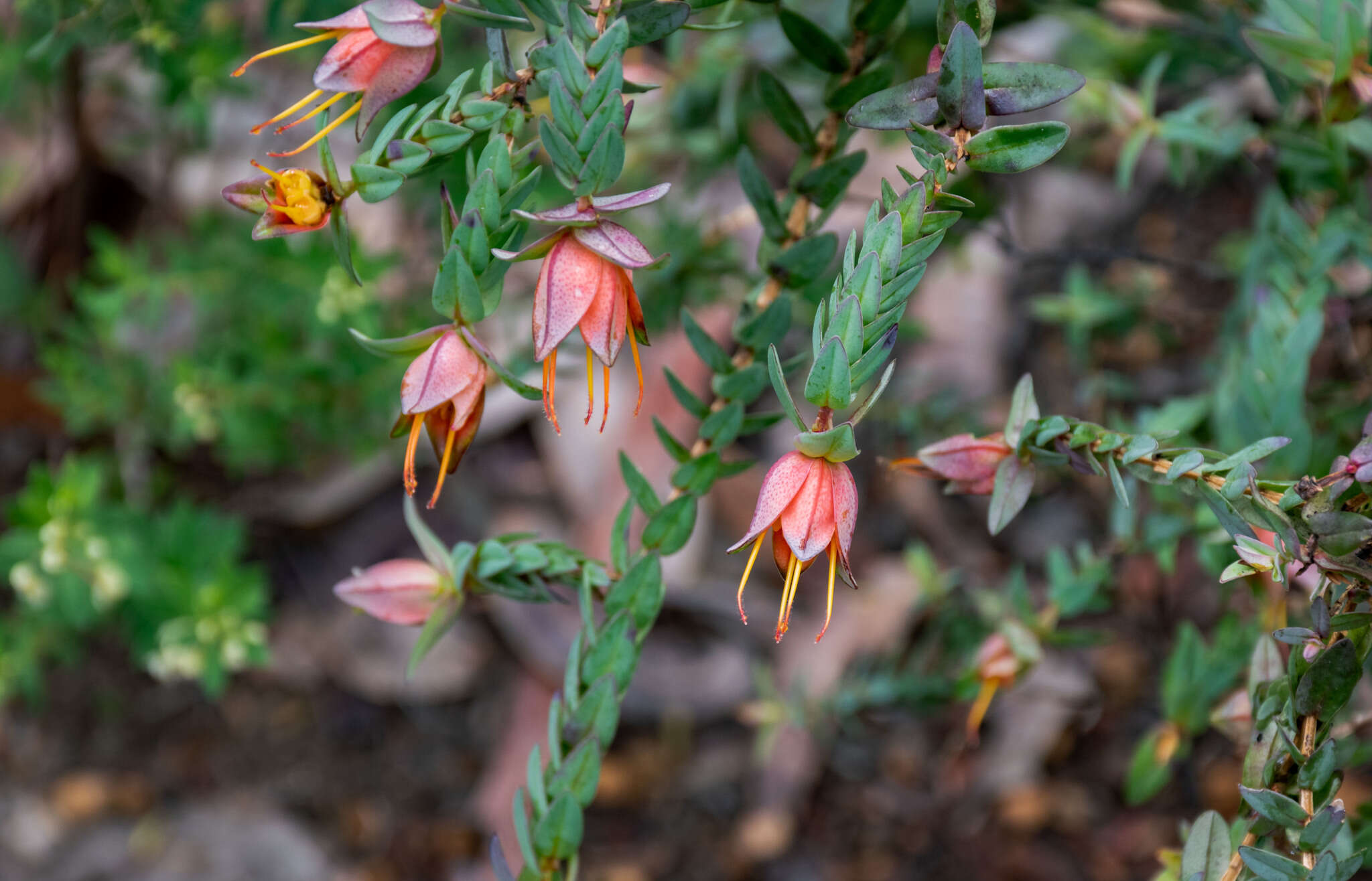 Image of Darwinia citriodora (Endl.) Benth.