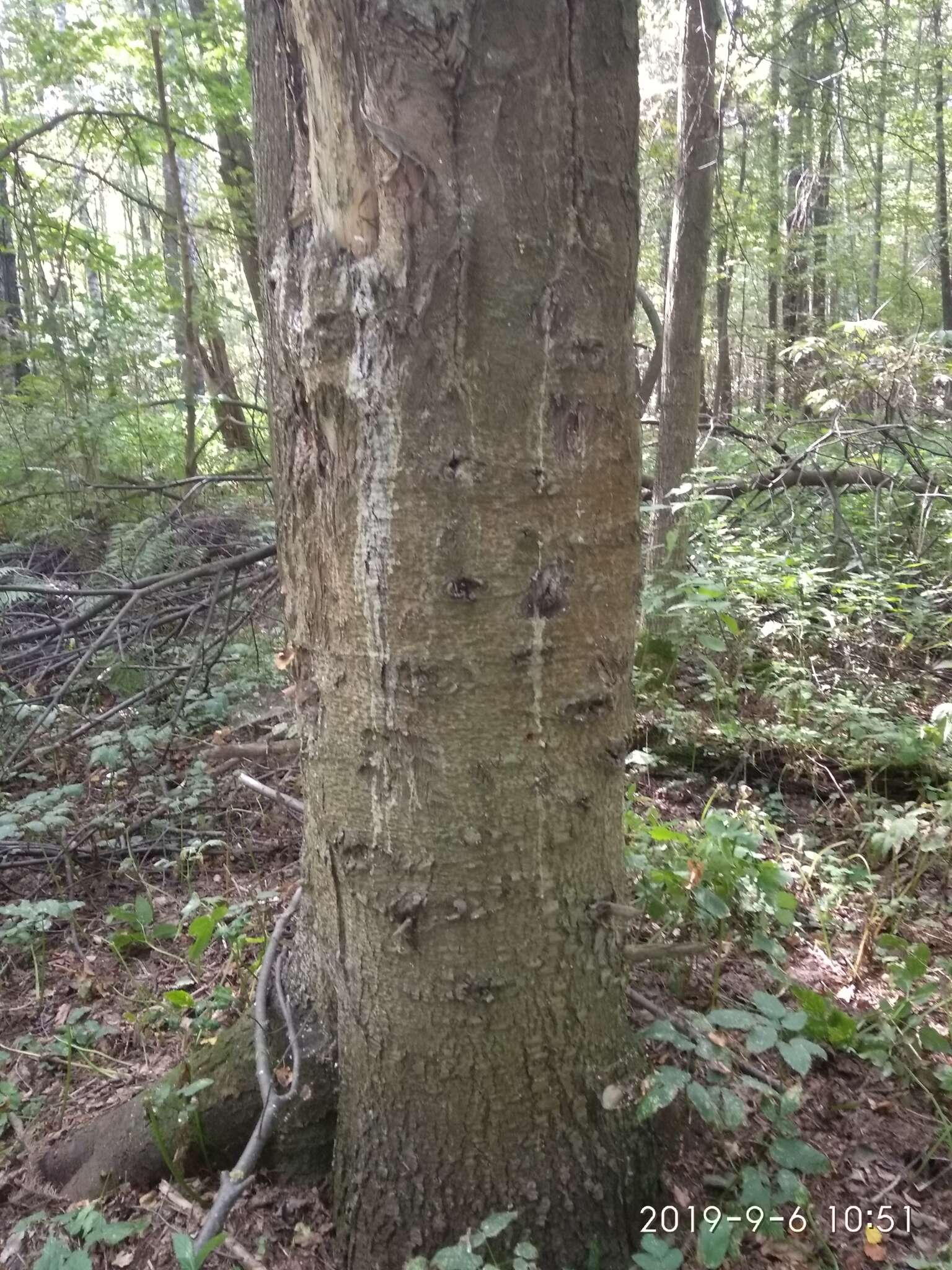 Image of Siberian Fir