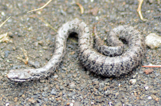 Image of Cross-banded Mountain Rattlesnake