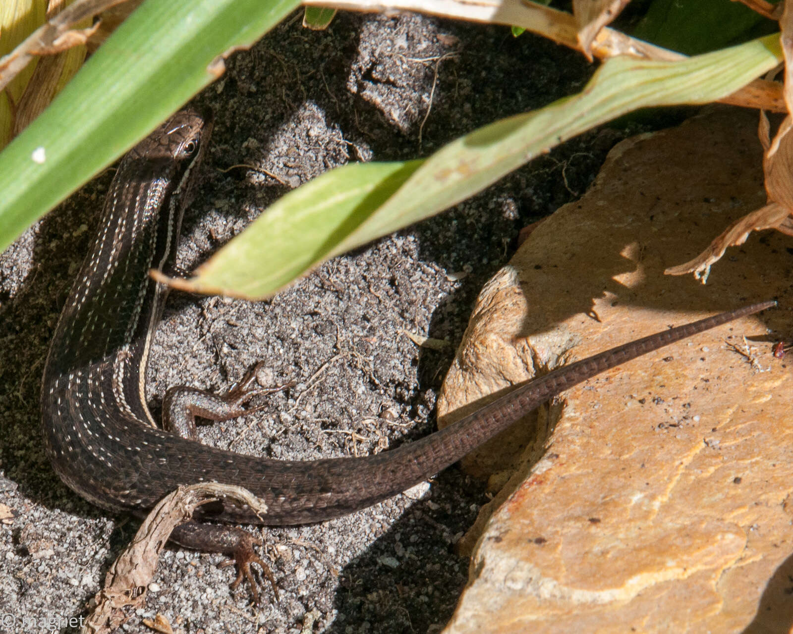 Image of Trachylepis homalocephala (Wiegmann 1828)