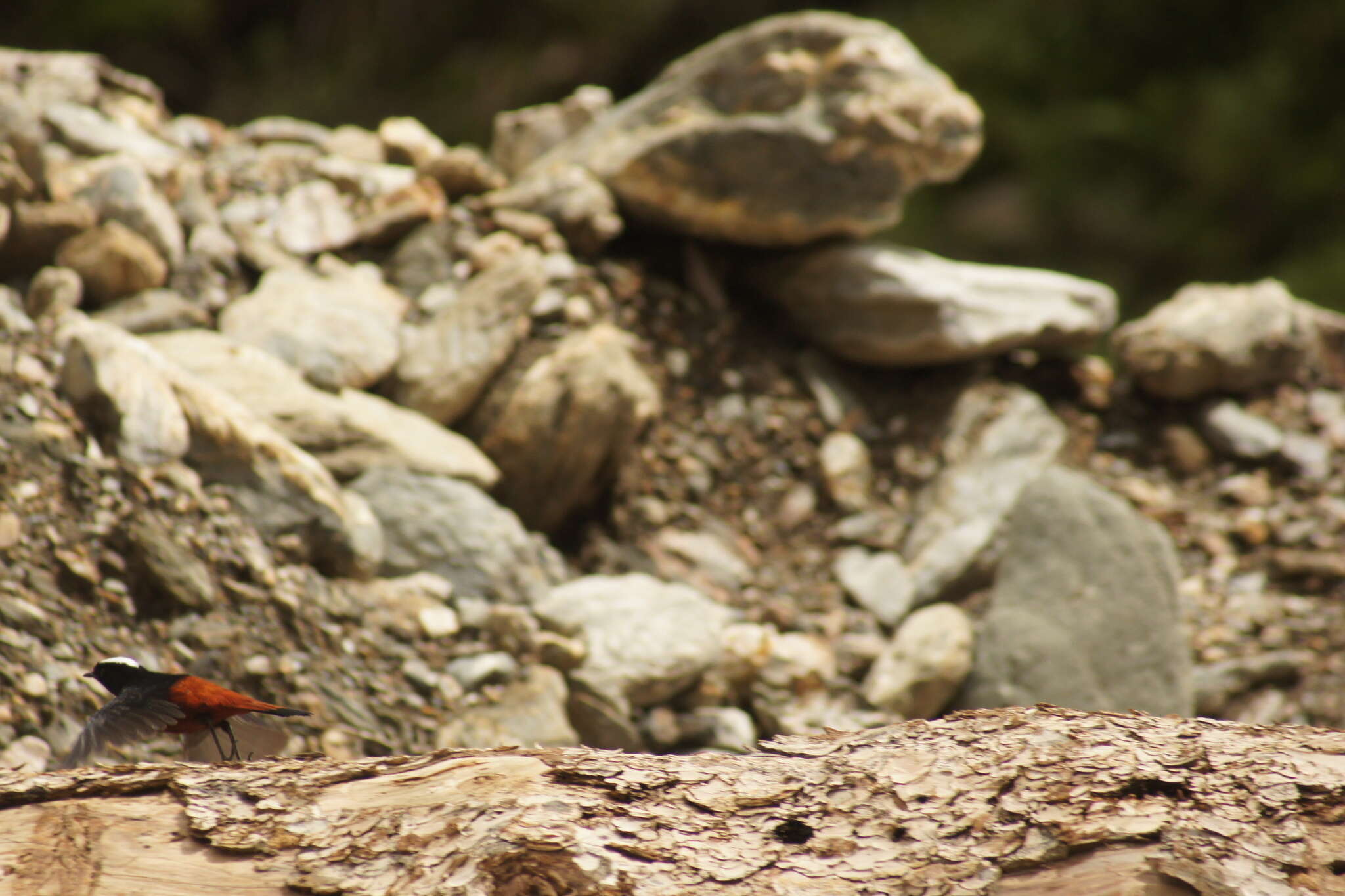 Image of White-capped Redstart