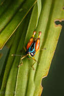 Image of Taeniophora femorata Bruner & L. 1907