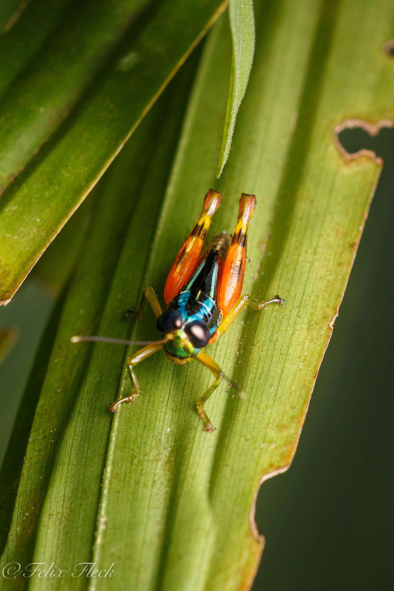 Image of Taeniophora femorata Bruner & L. 1907