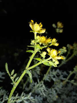 Image of fringed rue