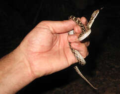 Image of Madagascarophis ocellatus Domergue 1987