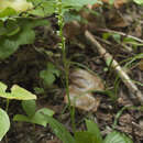 Image of Platanthera chorisiana var. elata Finet