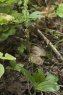 Image of Platanthera chorisiana var. elata Finet