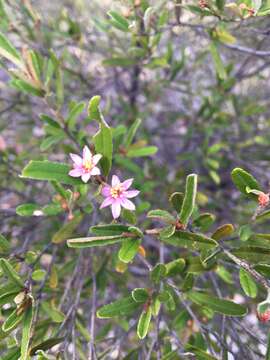 Image of Phebalium nottii (F. Müll.) F. M. Bailey