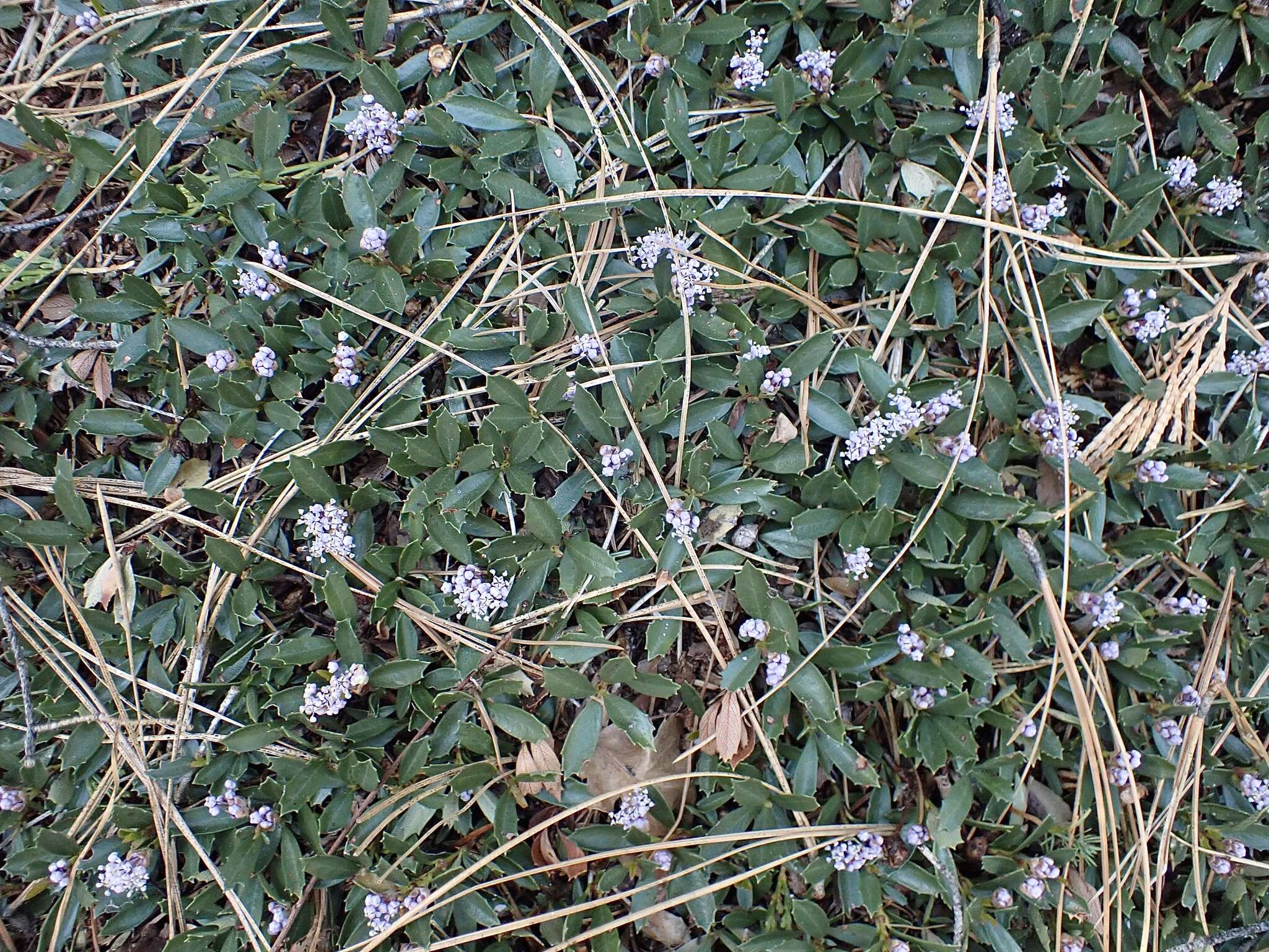 Image of mahala mat