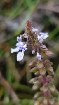 صورة <i>Coleus australis</i>