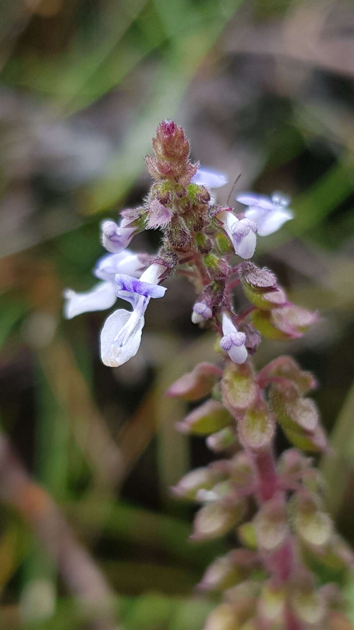 Image de <i>Coleus australis</i>