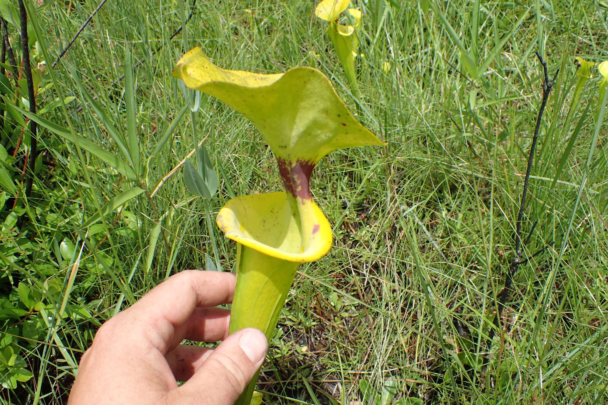 Image of Yellow pitcher plant