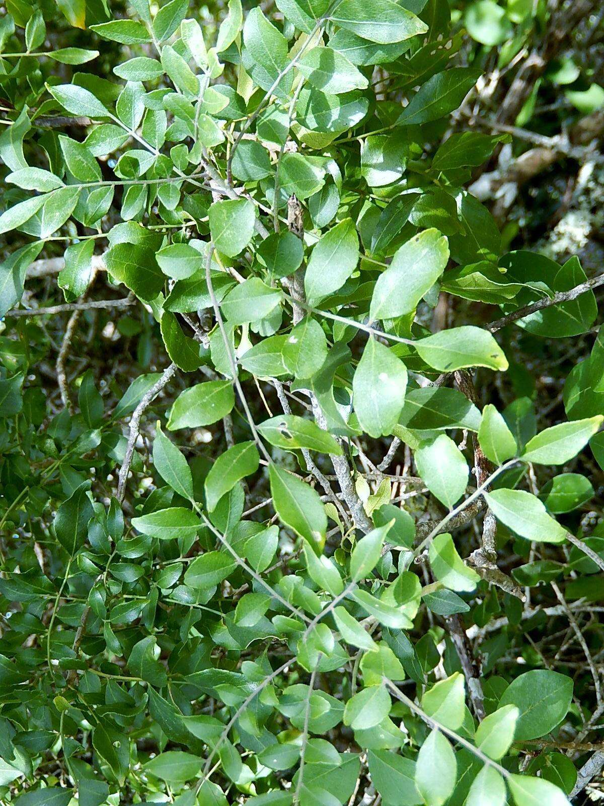 Plancia ëd <i>Clausena <i>anisata</i></i> var. anisata