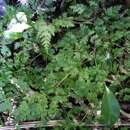 Sivun Pteris saxatilis (Carse) Carse kuva