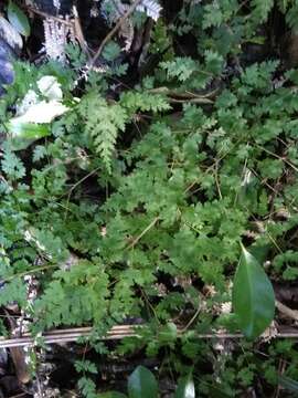 Sivun Pteris saxatilis (Carse) Carse kuva