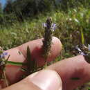 Image of Dalea cliffortiana Willd.