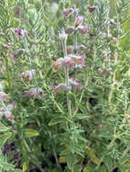 Image de Syncolostemon teucriifolius (Hochst.) D. F. Otieno