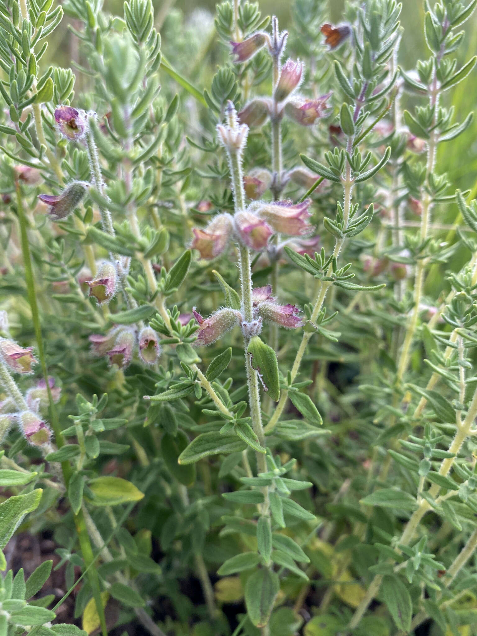 Image of Syncolostemon teucriifolius (Hochst.) D. F. Otieno