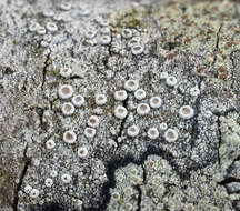 Imagem de Lecanora chlarotera Nyl.