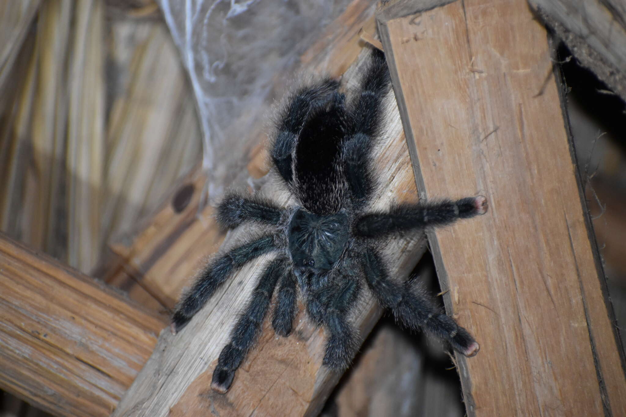 Image of Pinktoe tarantula