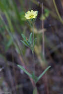 Image of branched lagophylla