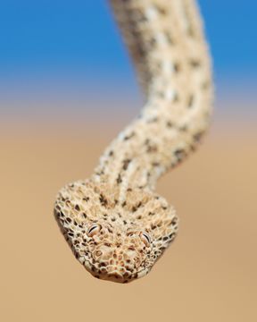 Image of Dwarf Puff Adder