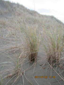 Imagem de Ammophila arenaria (L.) Link