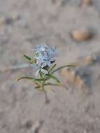 Image of sanddune ipomopsis