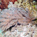 Phyllodesmium pinnatum Moore & Gosliner 2009 resmi