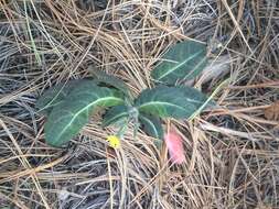 Image of yellow hawkweed