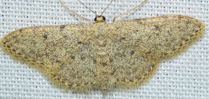 Image of Idaea urcitana Agenjo 1952