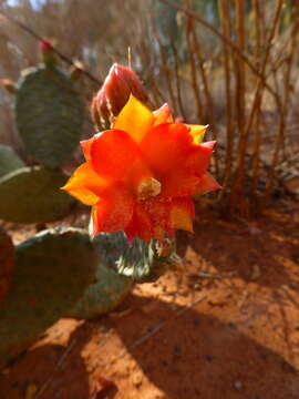 Image of Tacinga inamoena (K. Schum.) N. P. Taylor & Stuppy