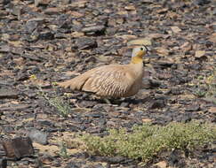 Image of Crowned Sandgrouse