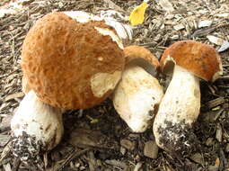 Imagem de Boletus nobilissimus Both & R. Riedel 2000