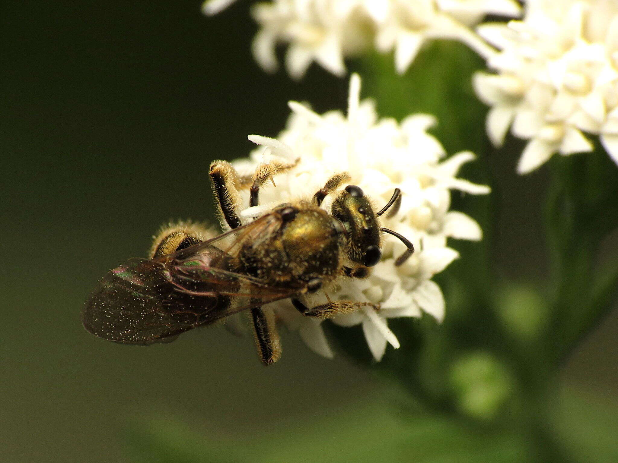 Image of Cresson's Dialictus