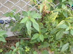 Image of Asian copperleaf