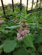 Imagem de Lamium album subsp. barbatum (Siebold & Zucc.) Mennema