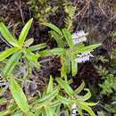 Image of Veronica corriganii (Carse) Garn.-Jones