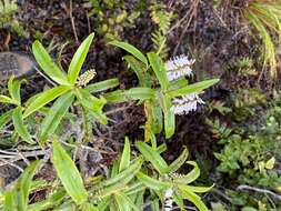 Image of Veronica corriganii (Carse) Garn.-Jones