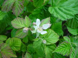 Слика од Rubus loganobaccus L. H. Bailey