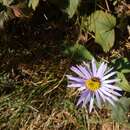 Aster amellus subsp. ibericus (M. Bieb.) V. Avet.的圖片