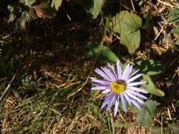 Image of Aster amellus subsp. ibericus (M. Bieb.) V. Avet.