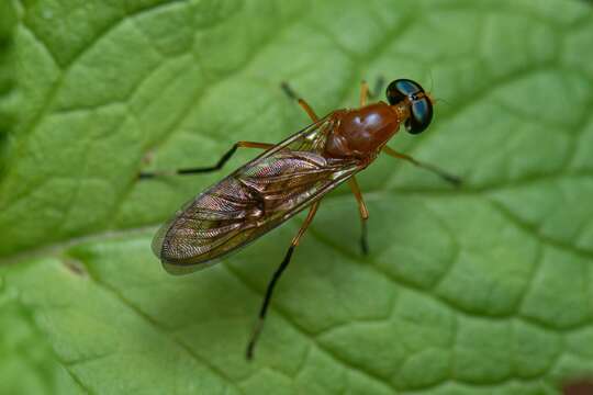 Image of Ptecticus testaceus (Fabricius 1805)