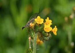 Image of Snakefly